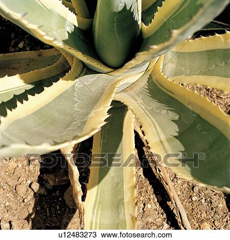 Stock Image - gecke, aridity, desert plants, desert, cactus, heat, Andalusia. Fotosearch