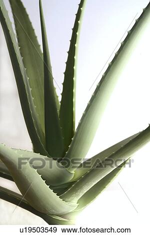 Stock Photo - germany, aloevera, fresh, cosmetic, beauty, green, aloe. Fotosearch
