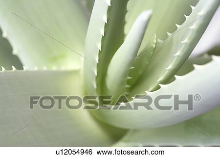 germany, aloevera, fresh, cosmetic, beauty, green, aloe View Large Photo Image Stock Photograph - germany, aloevera, fresh, cosmetic, beauty, green, aloe. Fotosearch