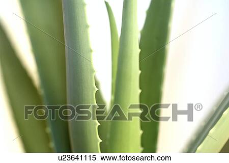 germany, aloevera, fresh, cosmetic, beauty, green, aloe View Large Photo Image Stock Photography - germany, aloevera, fresh, cosmetic, beauty, green, aloe. Fotosearch