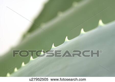germany, aloevera, fresh, cosmetic, beauty, green, aloe View Large Photo Image Stock Photography - germany, aloevera, fresh, cosmetic, beauty, green, aloe. Fotosearch