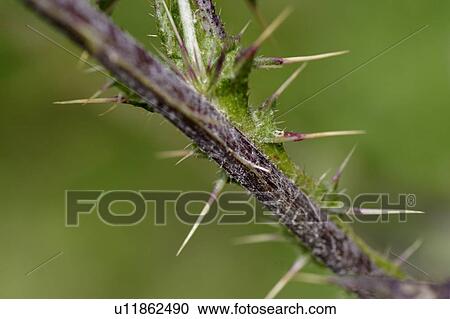 Stock Image - glaubenberg, bergblume, grossaufnahme, alp, flower, gluupoog, green. Fotosearch