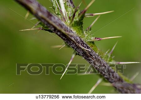 Stock Photograph - glaubenberg, bergblume, grossaufnahme, alp, flower, gluupoog, green. Fotosearch