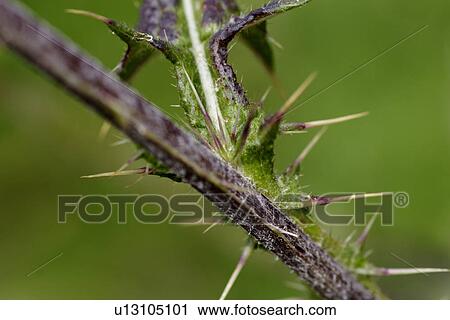 Stock Image - grossaufnahme, glaubenberg, bergblume, alp, flower, gluupoog, green. Fotosearch