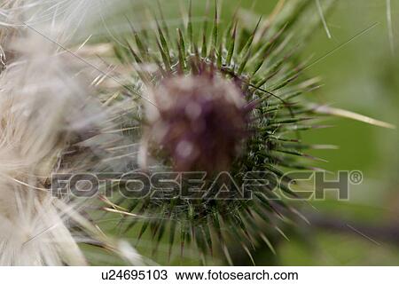 Stock Image - grossaufnahme, glaubenberg, bergblume, alp, bloom, flower, gluupoog. Fotosearch