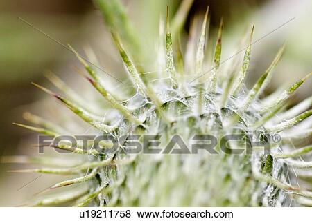 Stock Photo - grossaufnahme, glaubenberg, bergblume, alp, bloom, flower, gluupoog. Fotosearch