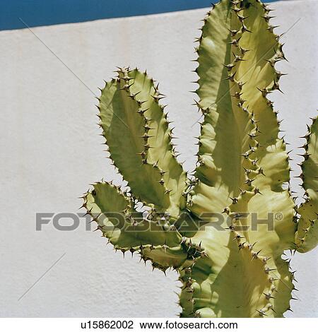 Stock Image - grow, blue, gecke, form, cactus, ina, Andalusia. Fotosearch