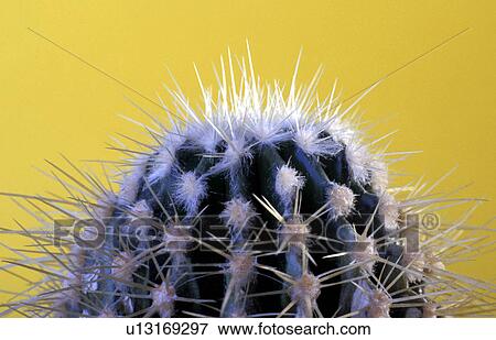 spitze, alexander, blauphoton, cactaceae, cactus View Large Photo Image Stock Photo - spitze, alexander, blauphoton, cactaceae, cactus. Fotosearch
