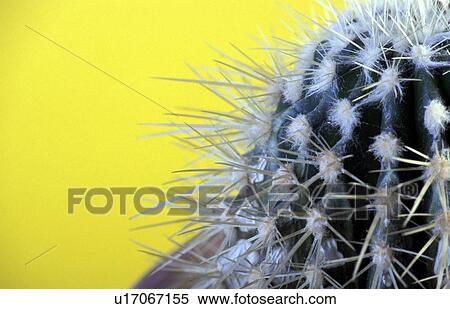 spitze, alexander, blauphoton, cactaceae, cactus View Large Photo Image Stock Photography - spitze, alexander, blauphoton, cactaceae, cactus. Fotosearch