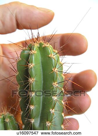 Stock Photo - spitze, alfred, Austria, cactaceae, cactus. Fotosearch
