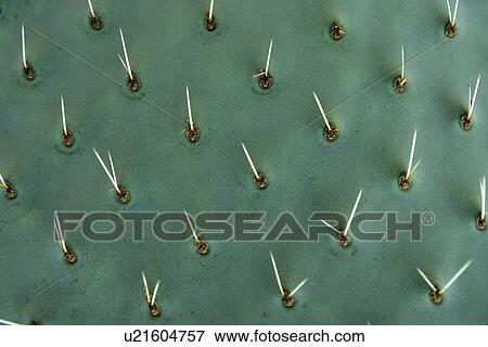 spitze, background, Bernhard, cactaceae, cacti, cactus View Large Photo Image Stock Photo - spitze, background, Bernhard, cactaceae, cacti, cactus. Fotosearch