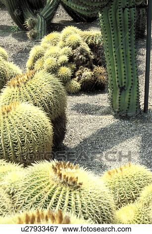 Stock Photo - spitze, ball, balls, Bernhard, cactaceae, cacti. Fotosearch