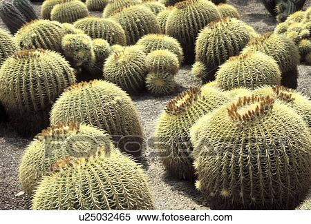 spitze, ball, balls, Bernhard, cactaceae, cacti View Large Photo Image Stock Photography - spitze, ball, balls, Bernhard, cactaceae, cacti. Fotosearch