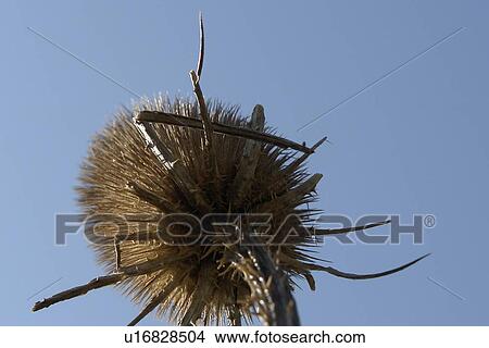 Picture - wiesen, felder, berne, blooms, blumenrfarben, botany, colored. Fotosearch