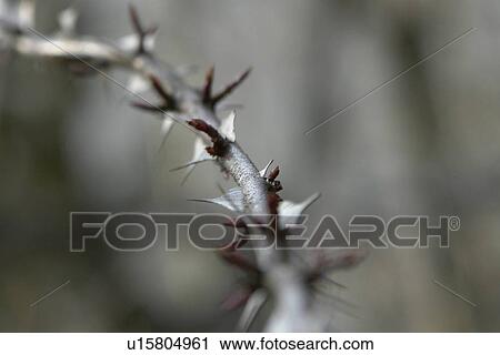 Stock Image - wiesen, felder, berne, blooms, blumenrfarben, botany, colored. Fotosearch