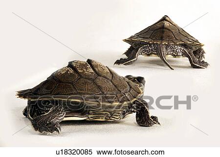 alfred, CLOSE, back view, animals, abscond View Large Photo Image Stock Photography - alfred, CLOSE, back view, animals, abscond. Fotosearch