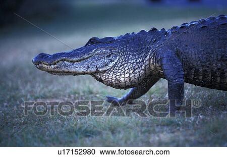alligatoren, animals, alligatoridae, alligator View Large Photo Image Stock Image - alligatoren, animals, alligatoridae, alligator. Fotosearch