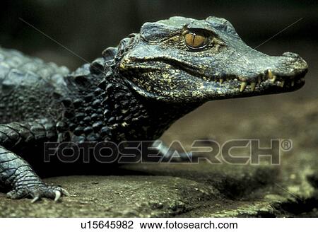Stock Image - animals, body, aichner. Fotosearch