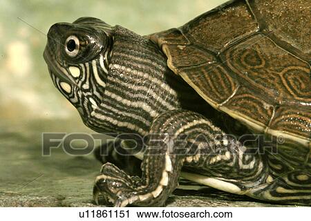 animals, CLOSE, body, alfred View Large Photo Image Stock Image - animals, CLOSE, body, alfred. Fotosearch