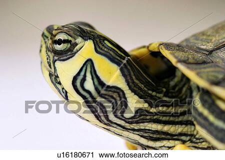 Stock Image - animals, close-up, alfred. Fotosearch