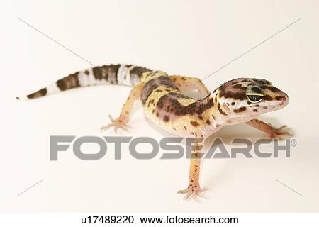 Stock Image - animals, close-up, CLOSE, alfred. Fotosearch