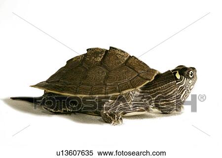 animals, close-up, CLOSE, alfred View Large Photo Image Stock Photography - animals, close-up, CLOSE, alfred. Fotosearch