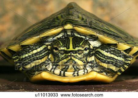 Stock Image - animals, close-up, CLOSE, body, alfred. Fotosearch