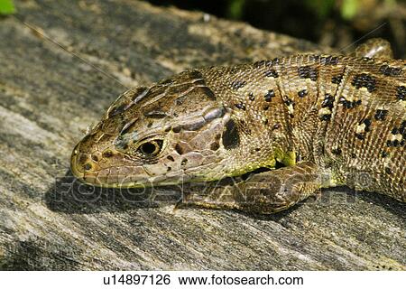 Stock Photograph - animals, close-up, CLOSE, brown, alfred. Fotosearch