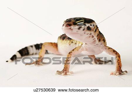 Stock Photo - animals, closed, close-up, CLOSE, alfred. Fotosearch