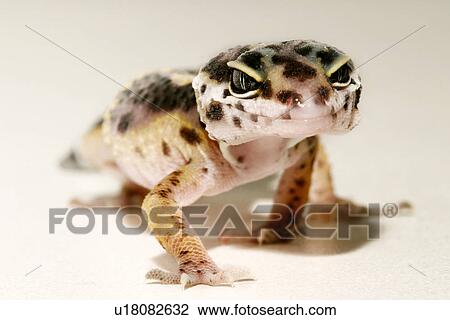 animals, front, close-up, CLOSE, alfred View Large Photo Image Stock Image - animals, front, close-up, CLOSE, alfred. Fotosearch