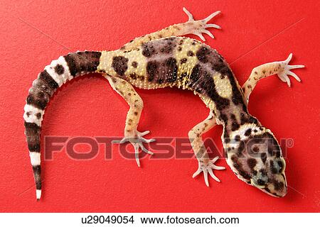 animals, full, close-up, CLOSE, alfred View Large Photo Image Picture - animals, full, close-up, CLOSE, alfred. Fotosearch