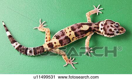 Stock Image - animals, full, close-up, CLOSE, alfred. Fotosearch
