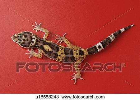 animals, full, close-up, CLOSE, alfred View Large Photo Image Stock Image - animals, full, close-up, CLOSE, alfred. Fotosearch