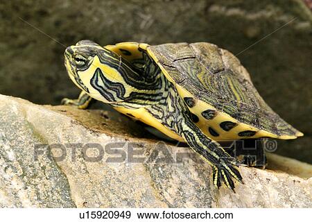 animals, ganzansicht, close-up, alfred View Large Photo Image Stock Photo - animals, ganzansicht, close-up, alfred. Fotosearch