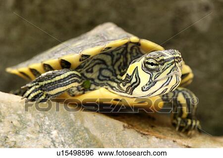 animals, ganzansicht, front, close-up, alfred View Large Photo Image Stock Photograph - animals, ganzansicht, front, close-up, alfred. Fotosearch