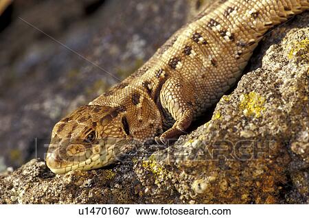 Stock Photo - beige, body, animals. Fotosearch