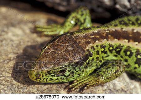 beige, brown, body, animals View Large Photo Image Stock Image - beige, brown, body, animals. Fotosearch