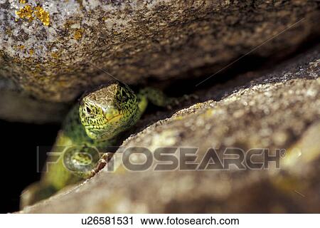 Stock Image - beige, Christian, brown, animals. Fotosearch