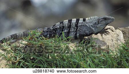 blauphoton, america, animals, animal, America, alexander View Large Photo Image Stock Image - blauphoton, america, animals, animal, America, alexander. Fotosearch