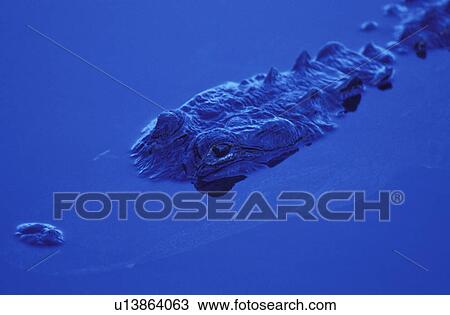 blue, alligatoridae, animals, america, America, CLOSE, alligator View Large Photo Image Stock Image - blue, alligatoridae, animals, america, America, CLOSE, alligator. Fotosearch