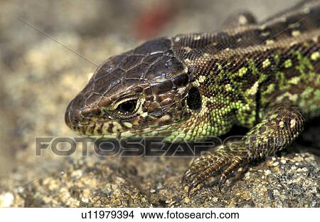 brown, Christian, animals View Large Photo Image Picture - brown, Christian, animals. Fotosearch