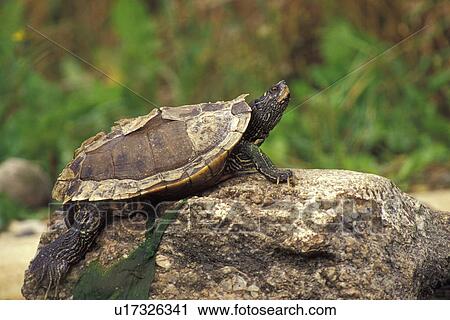 Stock Image - brown, Christian, animals. Fotosearch