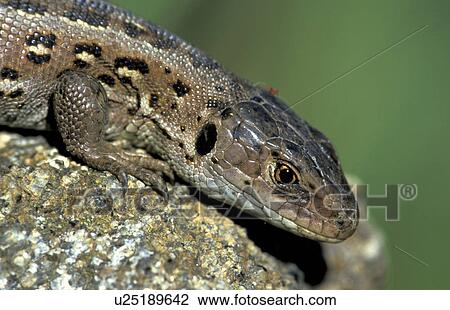 Stock Image - brown, Christian, animals. Fotosearch