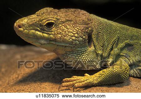 Stock Photography - brown, Christian, animals. Fotosearch