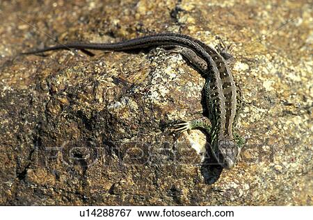 brown, CLOSE, Christian, animals View Large Photo Image Stock Photo - brown, CLOSE, Christian, animals. Fotosearch