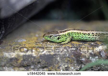 calf, animal, become, austria, attack, agilis View Large Photo Image Stock Photography - calf, animal, become, austria, attack, agilis. Fotosearch