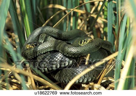 calm, Christian, calmness, animals View Large Photo Image Stock Photo - calm, Christian, calmness, animals. Fotosearch