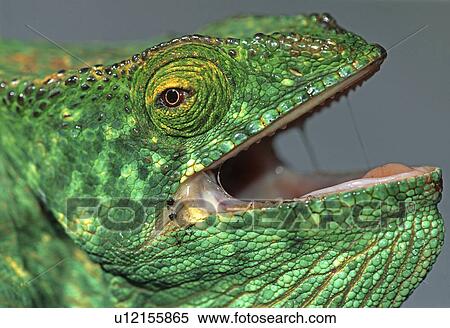 chameleon, Madagascar, reptile, rainforest, threatens, more open, mouth View Large Photo Image Stock Photography - chameleon, Madagascar, reptile, rainforest, threatens, more open, mouth. Fotosearch