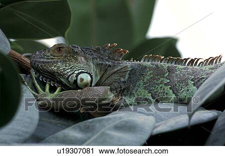 Stock Image - Christian, CLOSE, animals. Fotosearch