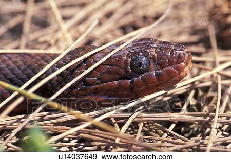 Christian, CLOSE, animals View Large Photo Image Stock Photo - Christian, CLOSE, animals. Fotosearch